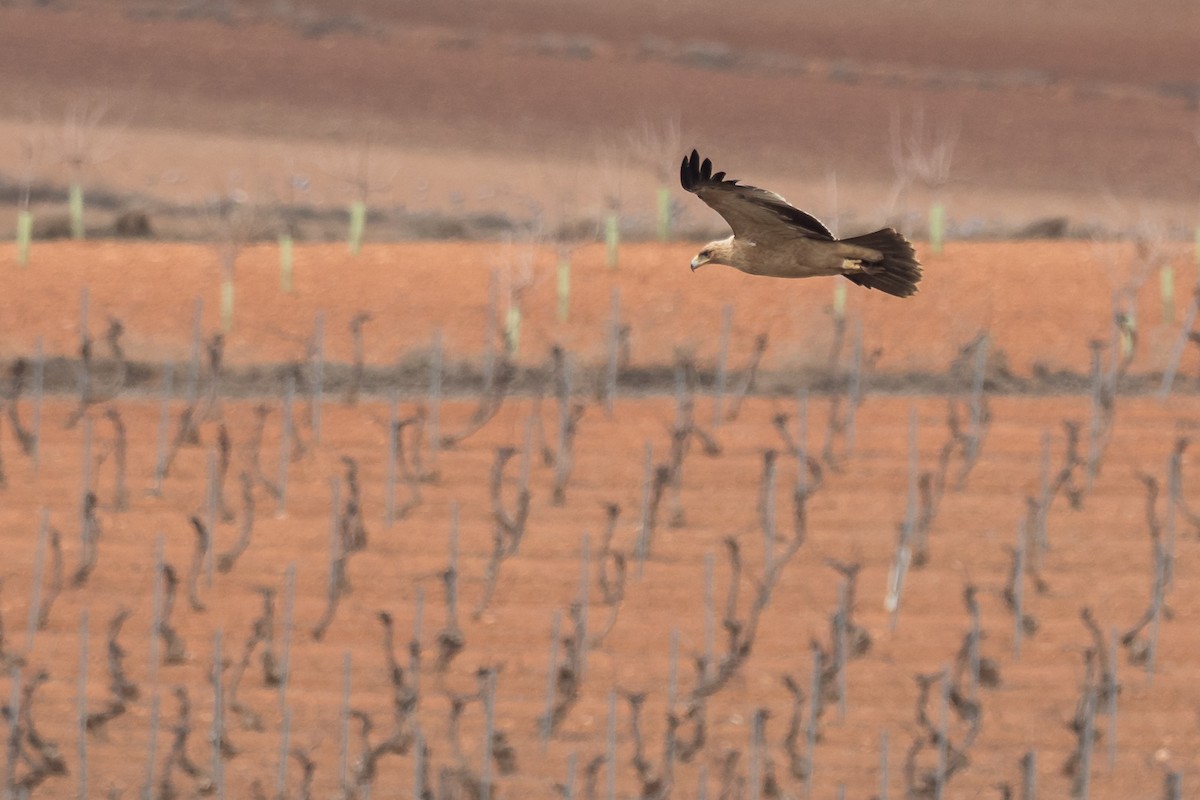 Aigle ibérique - ML292174201