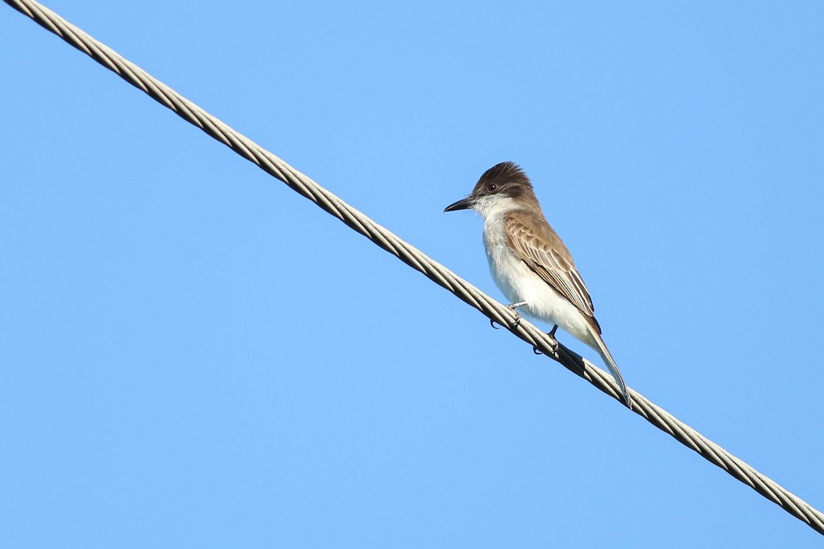 Loggerhead Kingbird - ML292174701