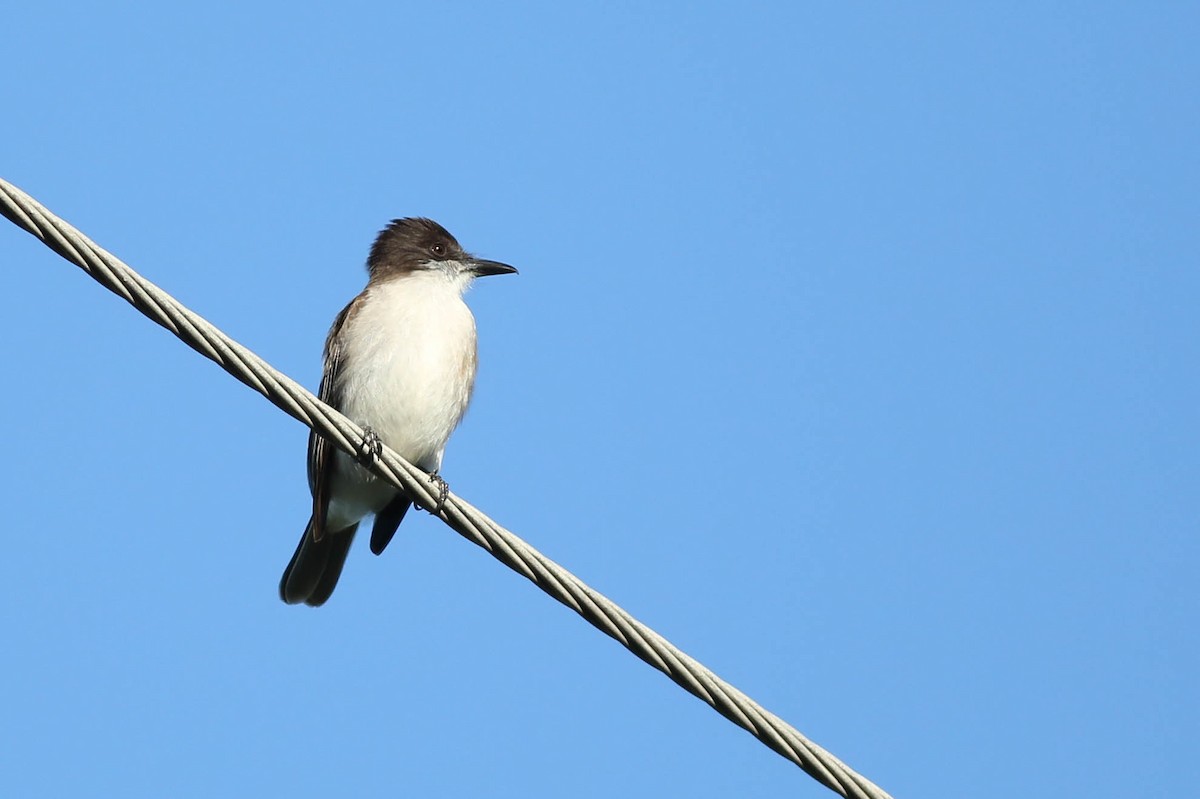 Loggerhead Kingbird - ML292174721