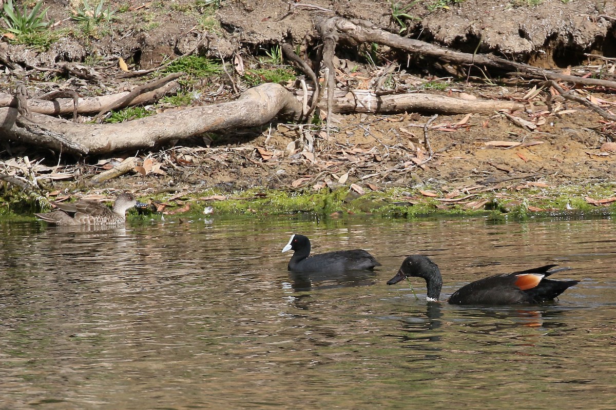 Eurasian Coot - ML292174941