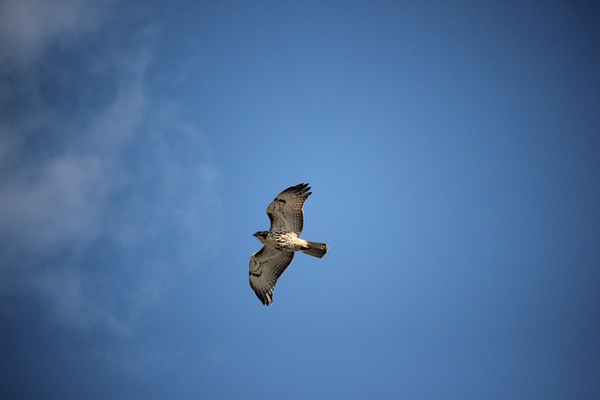 Red-tailed Hawk - ML292175091