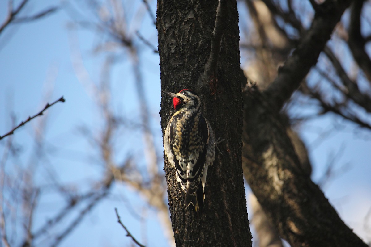 Yellow-bellied Sapsucker - ML292175151