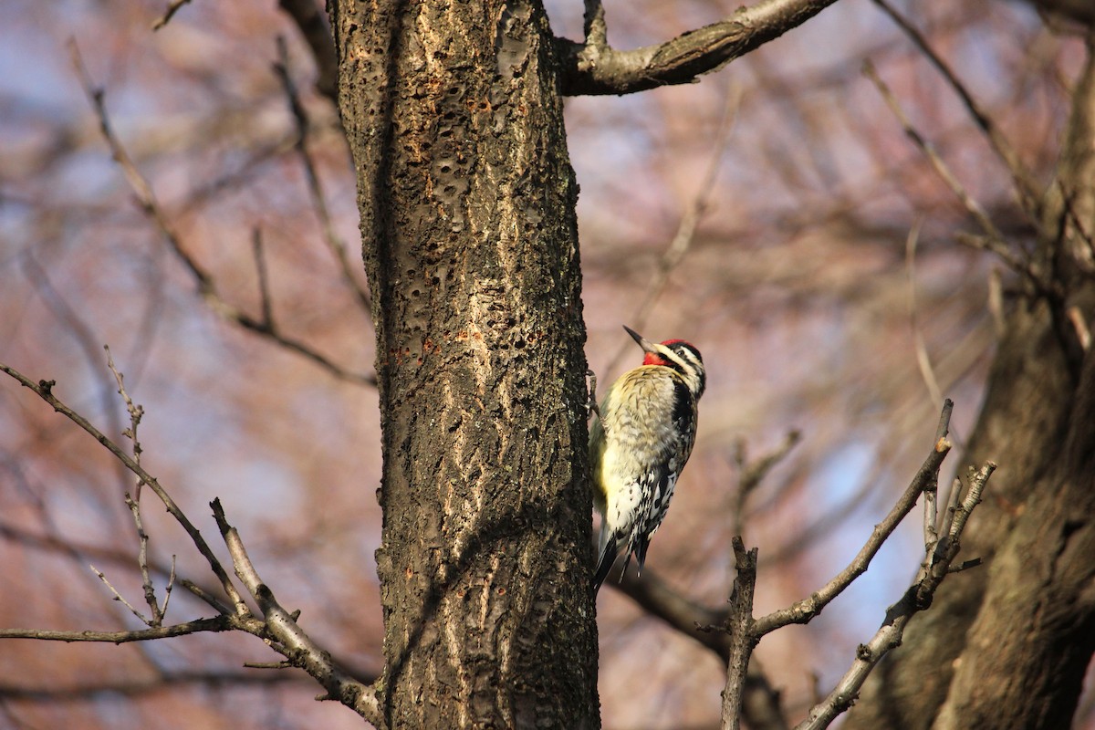 Yellow-bellied Sapsucker - ML292175161