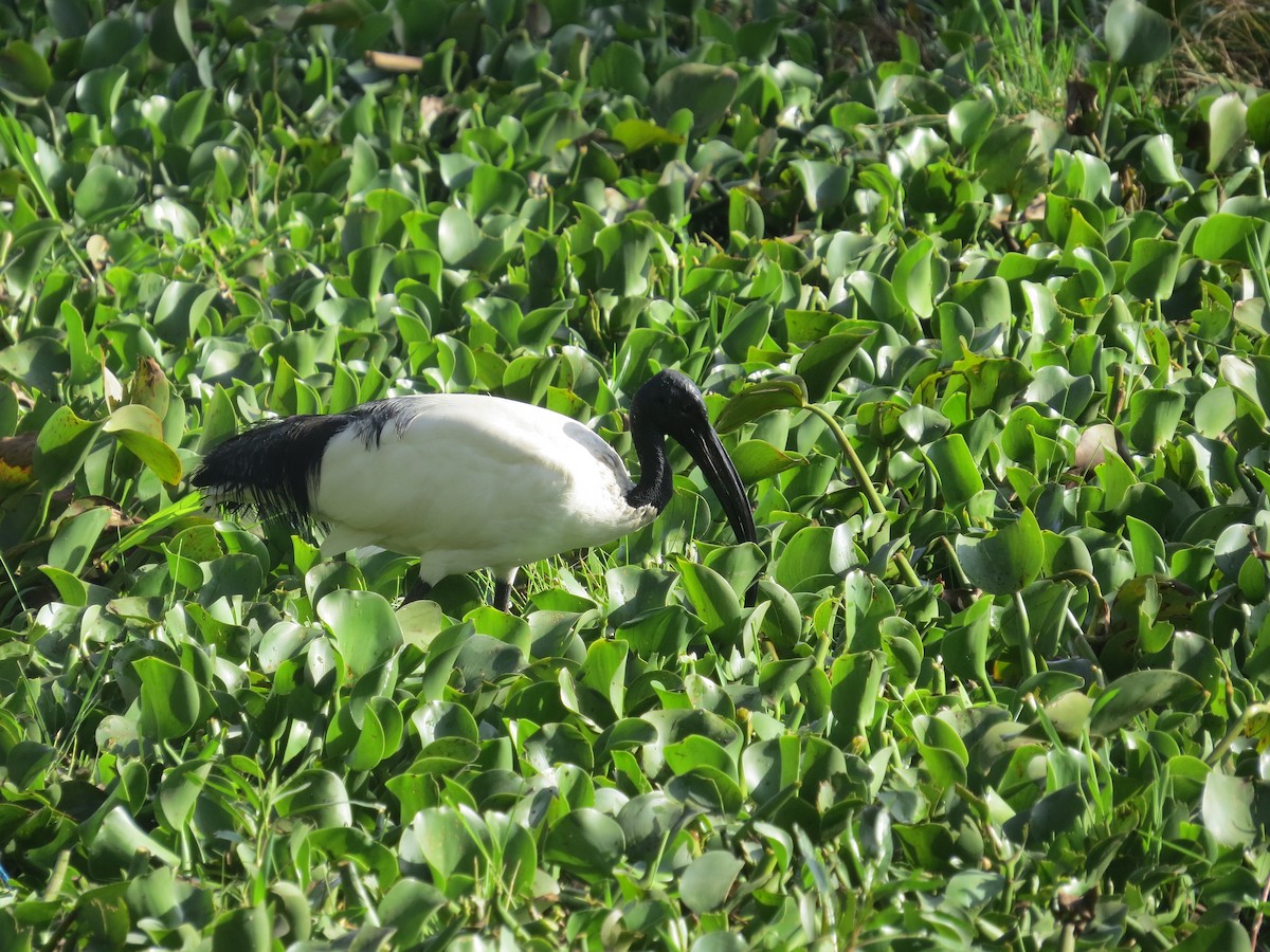 African Sacred Ibis - ML292176031