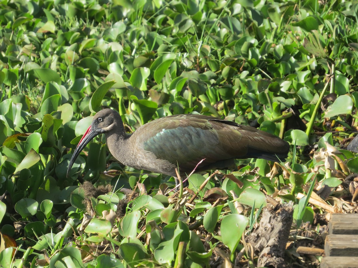 Hadada Ibis - ML292176051