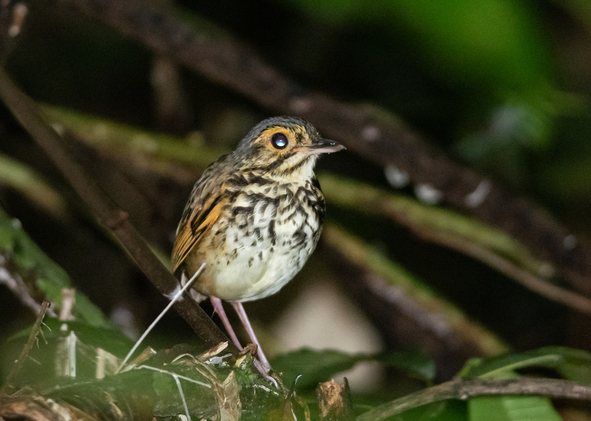 Snethlage's Antpitta - ML292176681