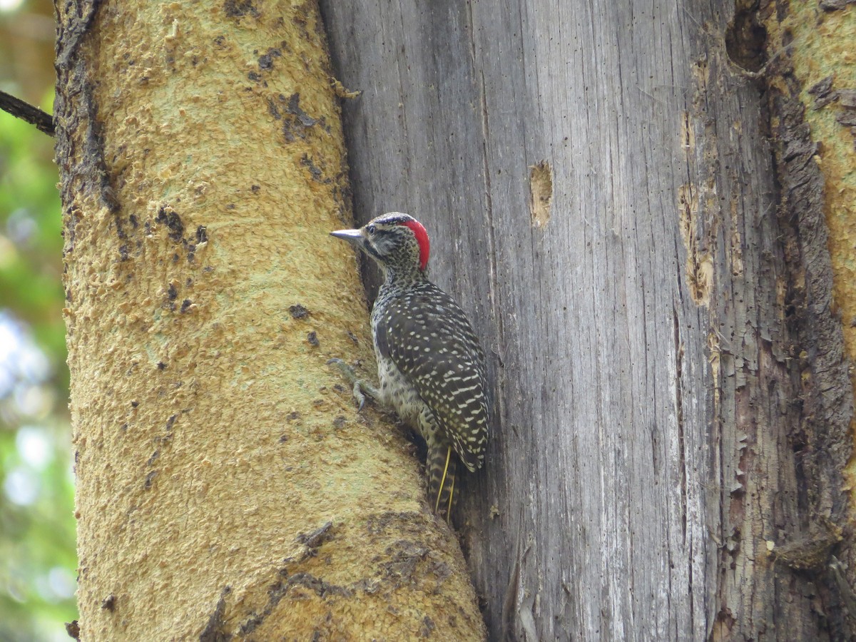 Nubian Woodpecker - ML292176831