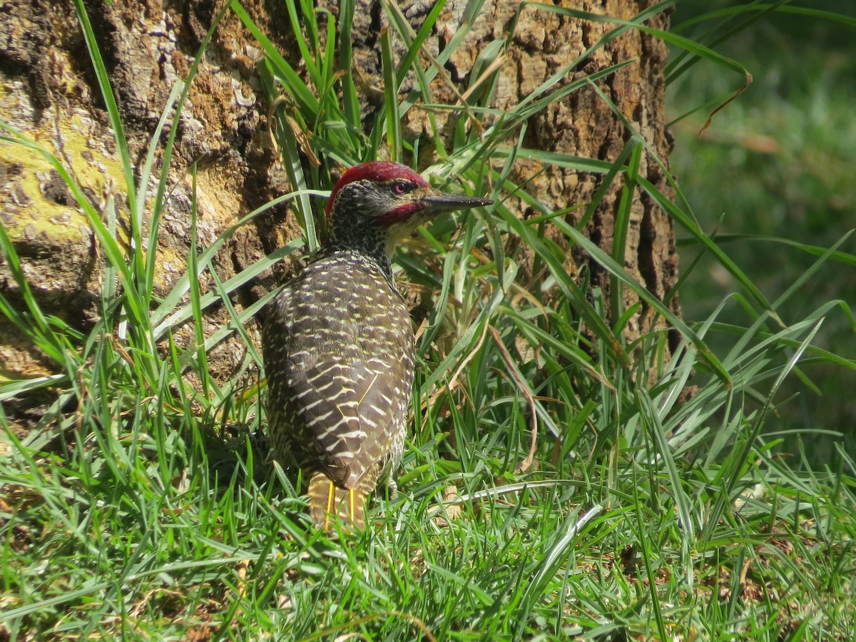 Nubian Woodpecker - ML292176881