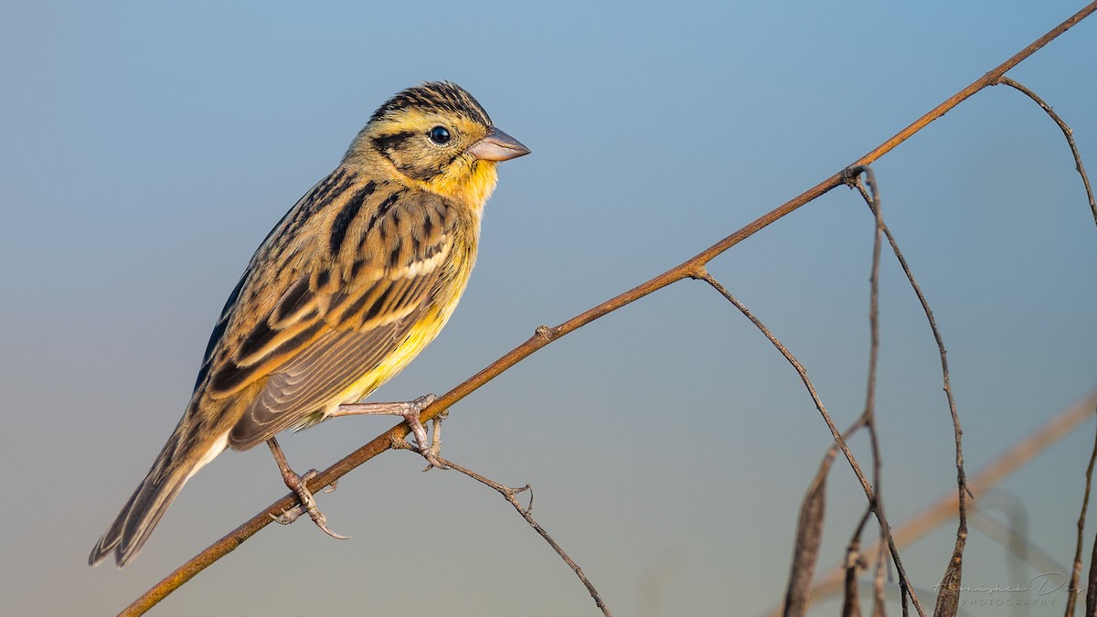 Yellow-breasted Bunting - ML292176911