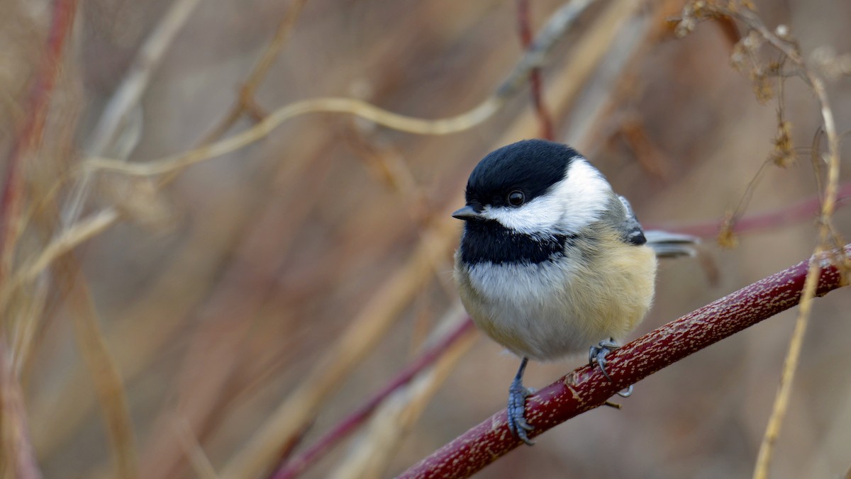 Black-capped Chickadee - ML292177801