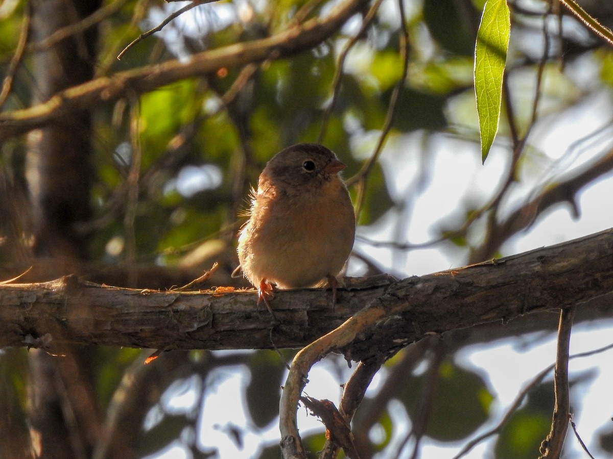 Field Sparrow - ML292182521