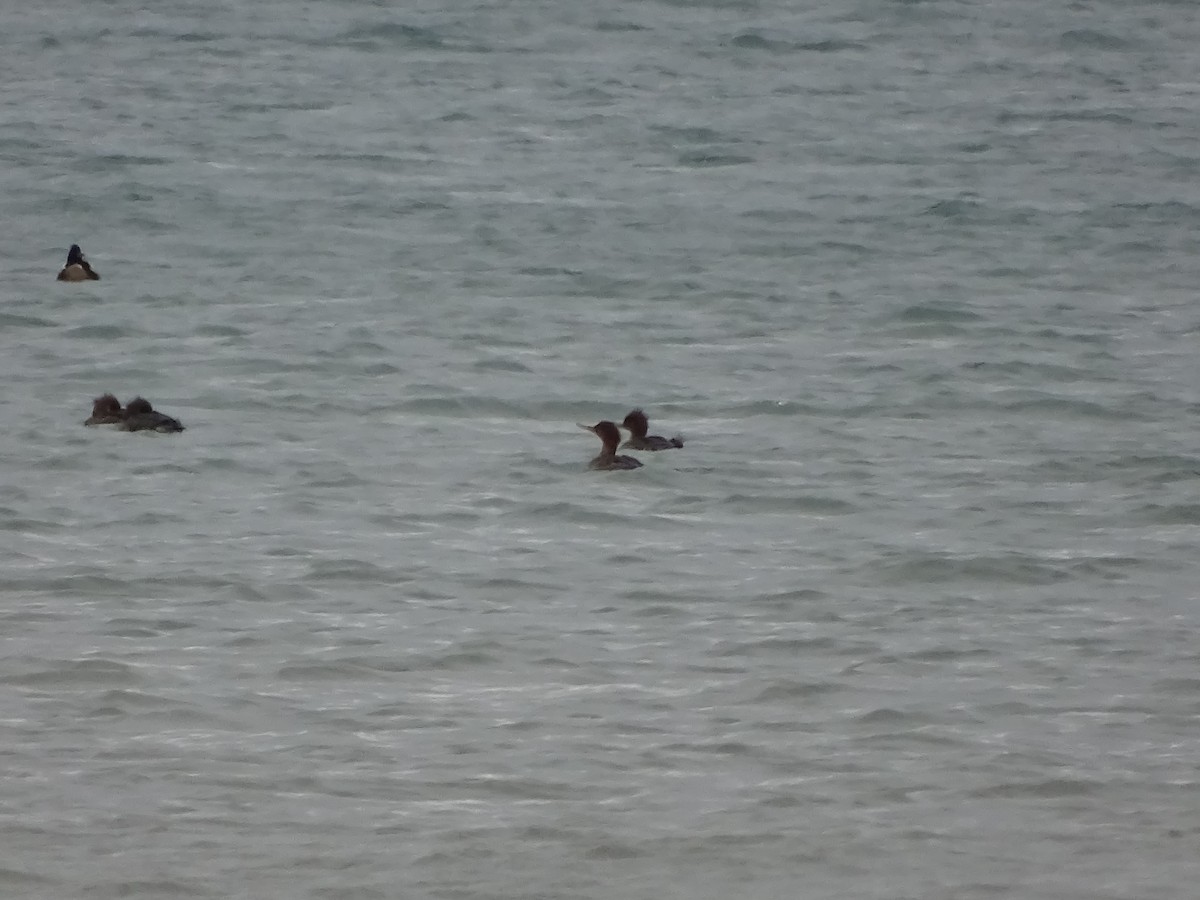 Red-breasted Merganser - ML292185331