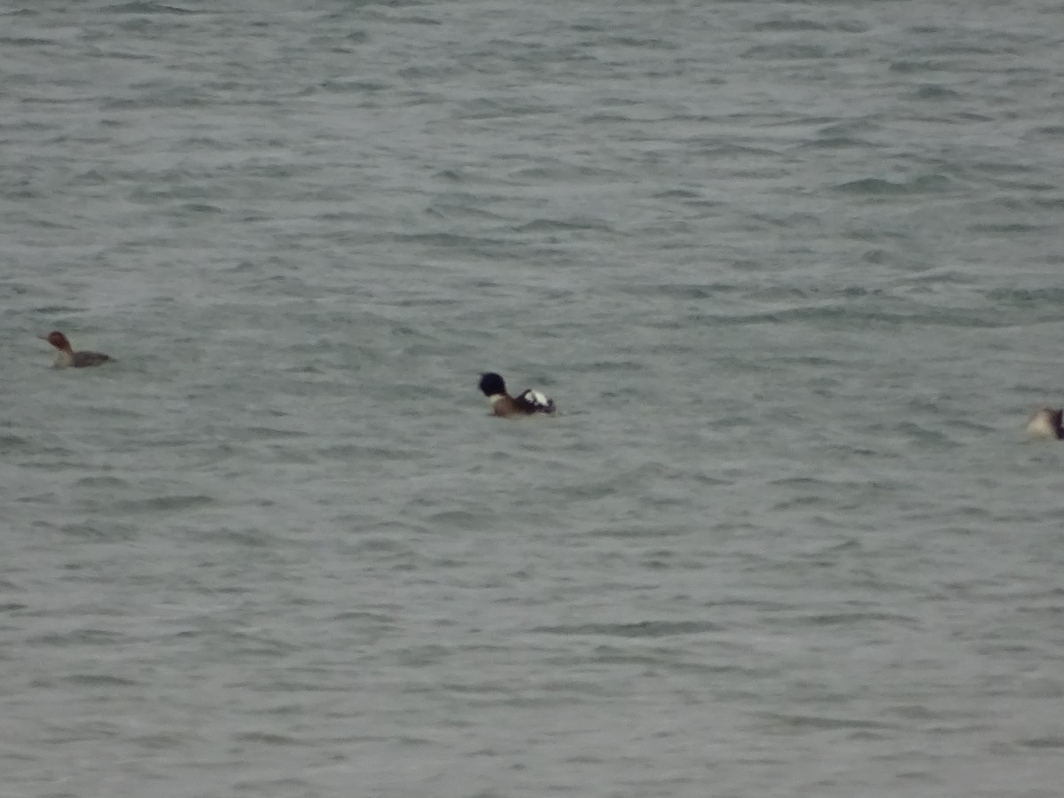 Red-breasted Merganser - Heather Rutherford