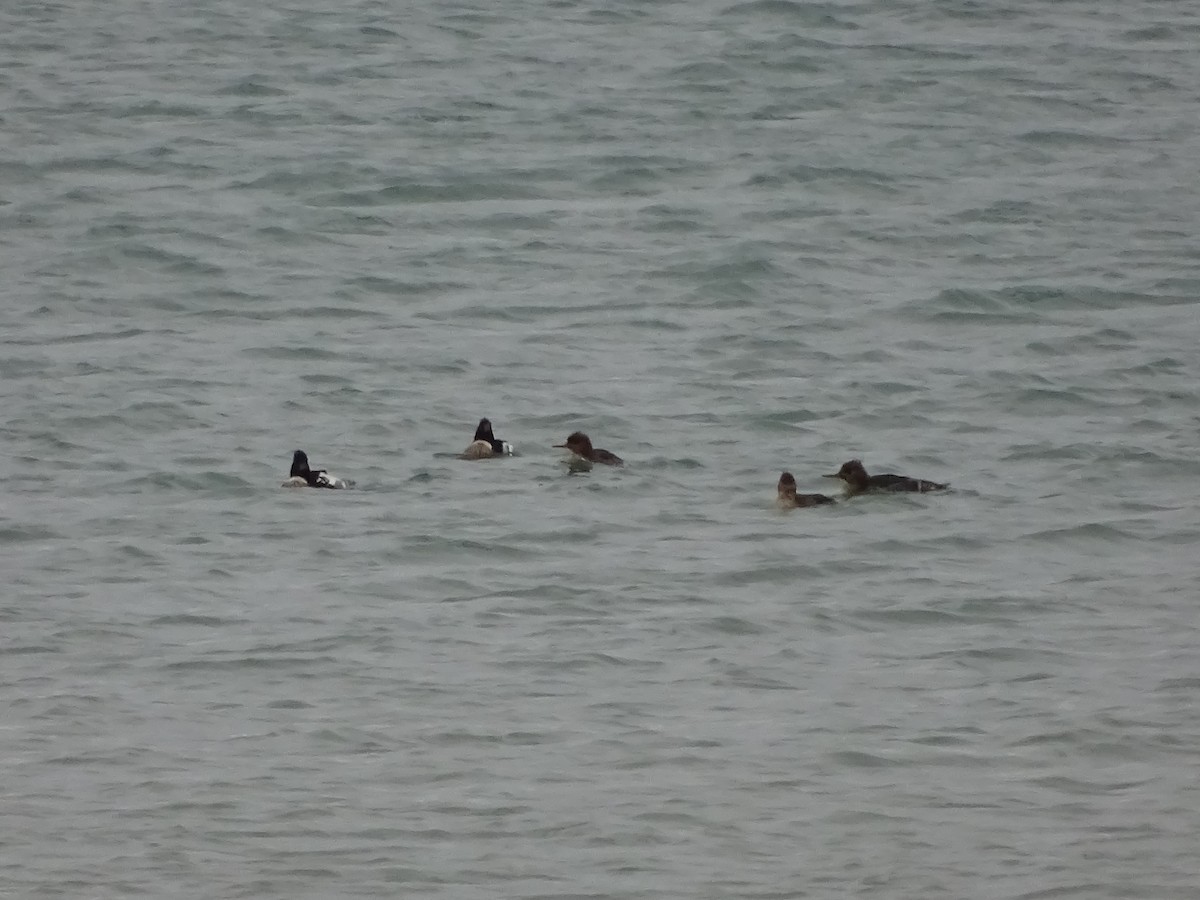 Red-breasted Merganser - ML292185371