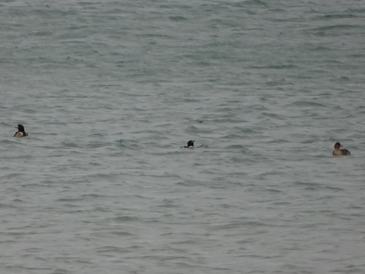 Red-breasted Merganser - Heather Rutherford