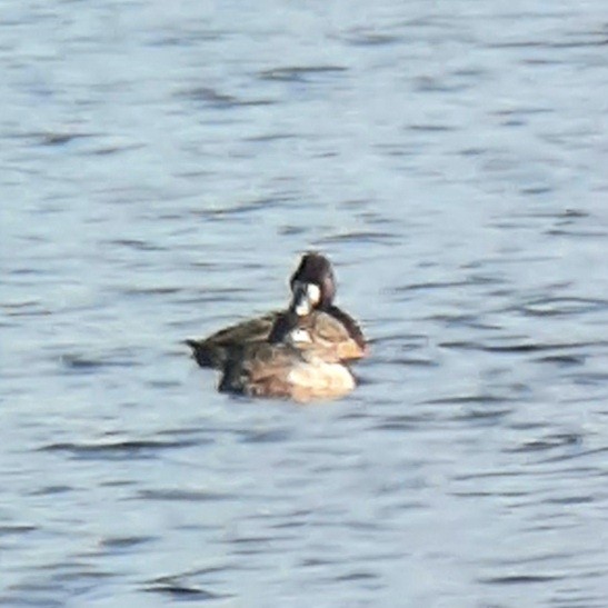 Greater Scaup - Orhan Gül