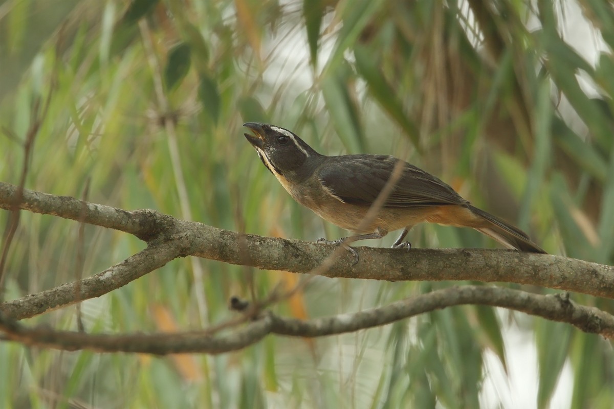 Thick-billed Saltator - ML292185821