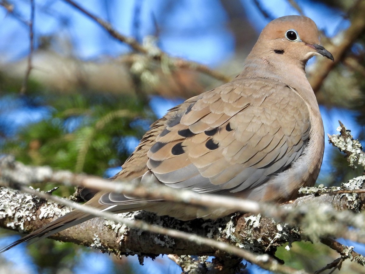 Mourning Dove - ML292186161