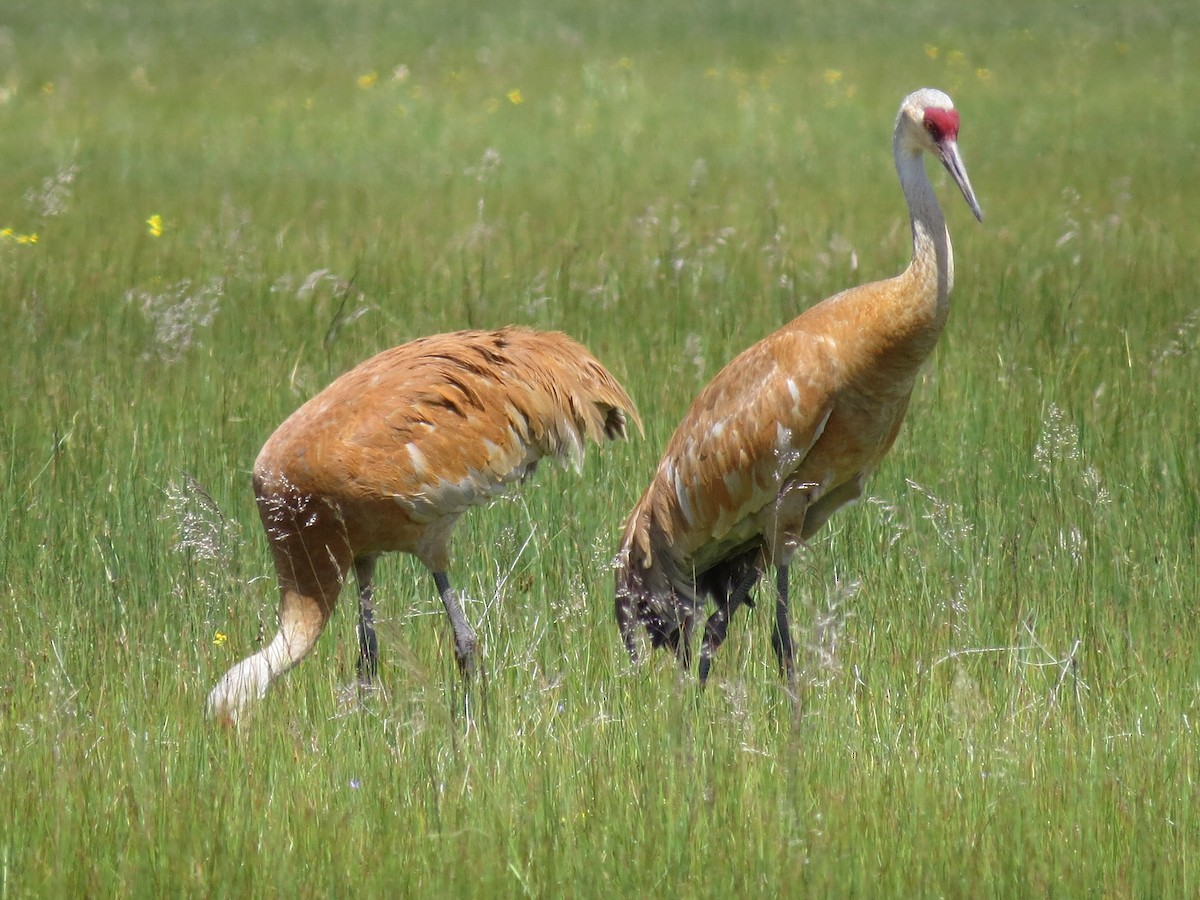 Sandhill Crane - ML292186831