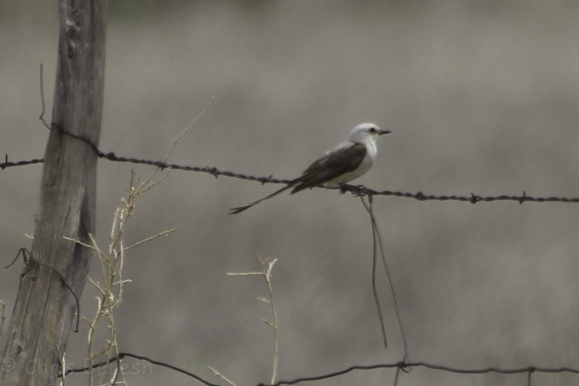 Scissor-tailed Flycatcher - ML292186871