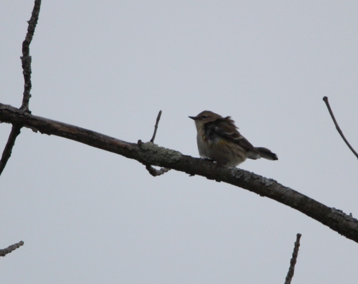 Yellow-rumped Warbler (Myrtle) - ML292186911