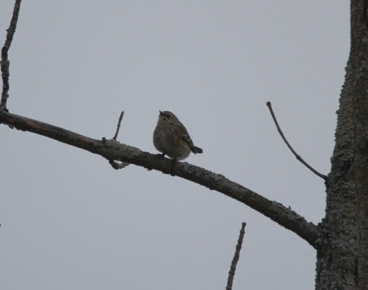 Yellow-rumped Warbler (Myrtle) - ML292186951