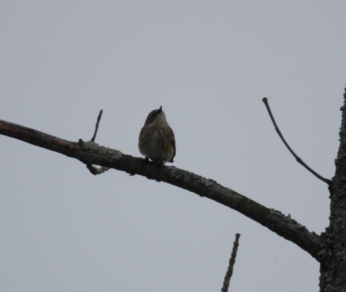 Yellow-rumped Warbler (Myrtle) - ML292186981