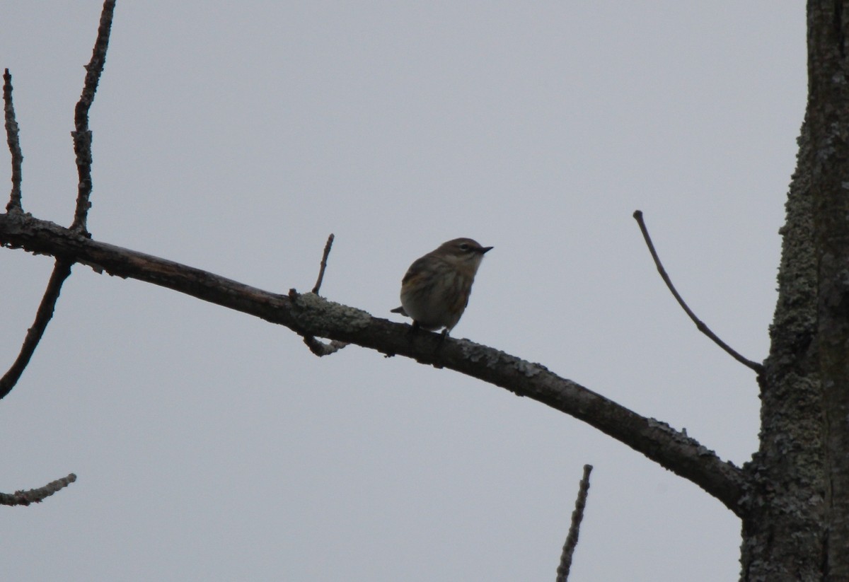 Yellow-rumped Warbler (Myrtle) - ML292186991