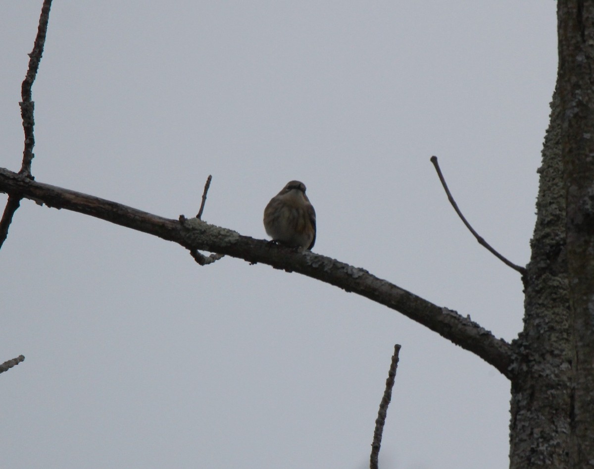 Yellow-rumped Warbler (Myrtle) - ML292187011