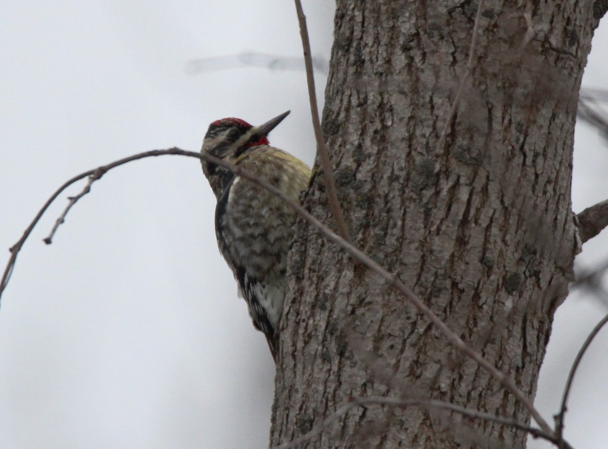 Yellow-bellied Sapsucker - ML292187591