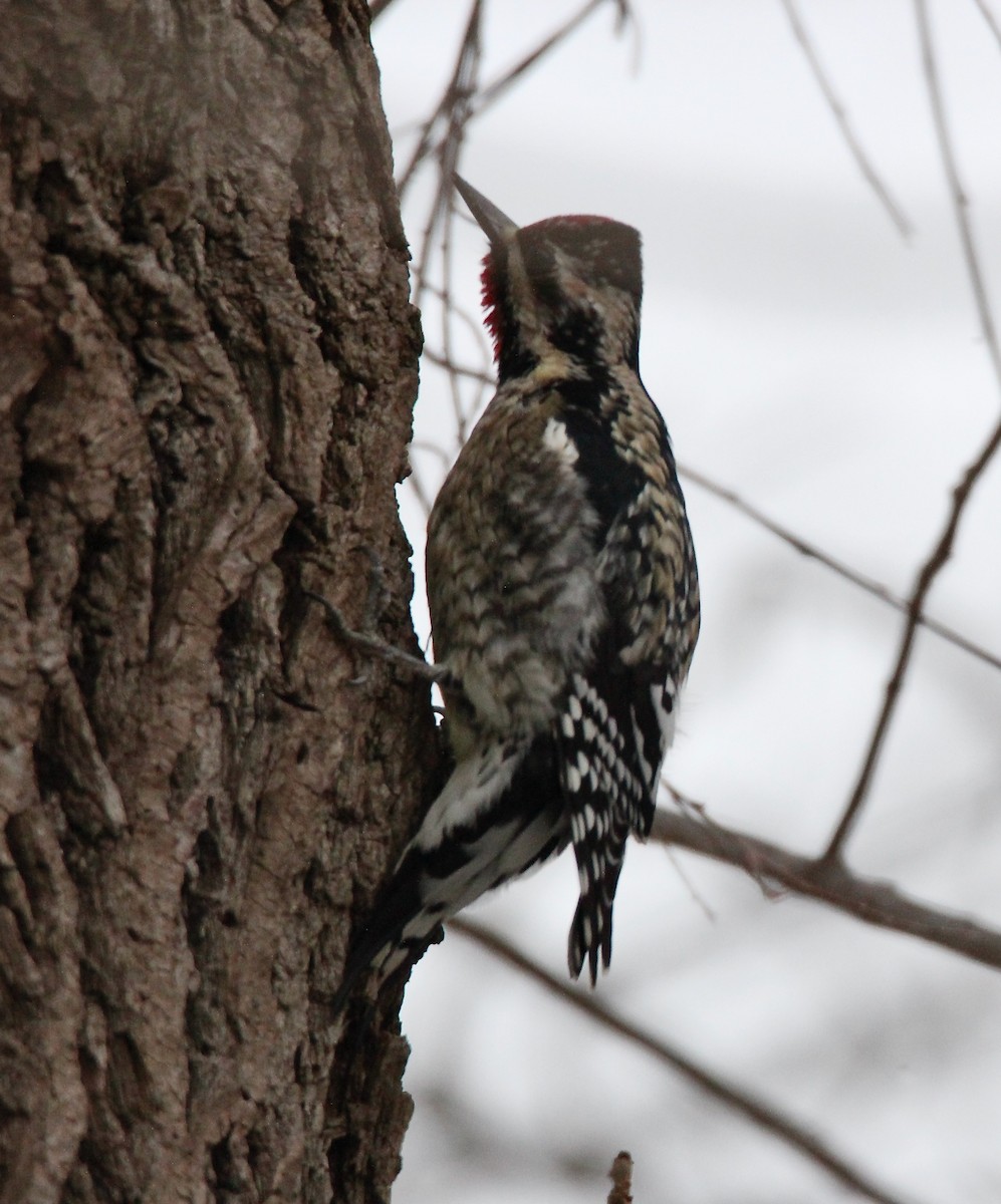 Yellow-bellied Sapsucker - ML292187601