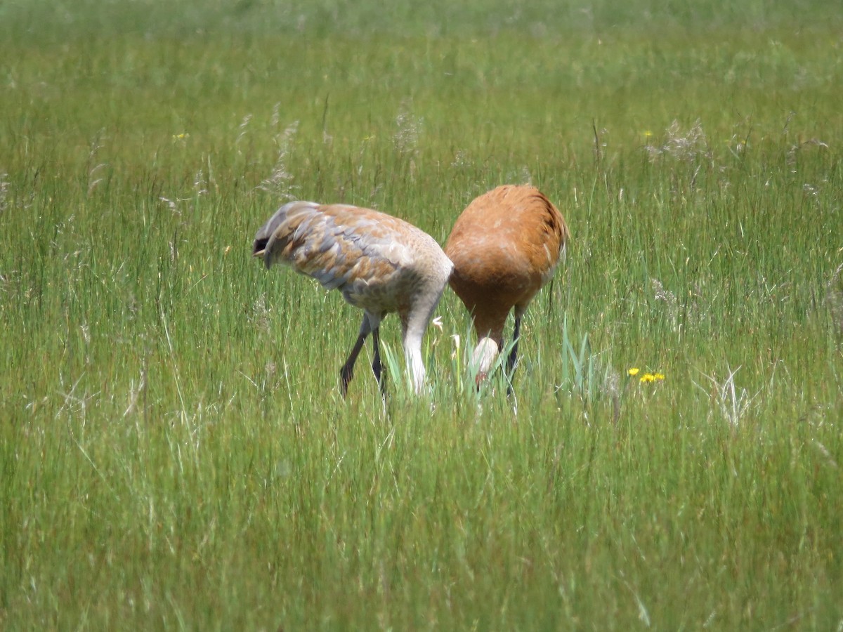 Sandhill Crane - Marya Moosman