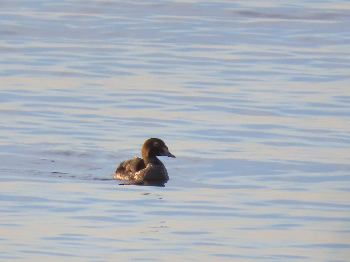 Eider à tête grise - ML292187931