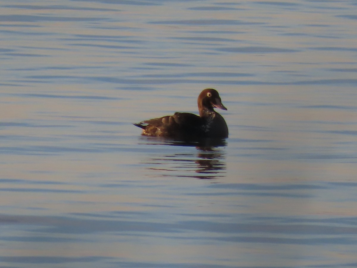 Eider à tête grise - ML292187971