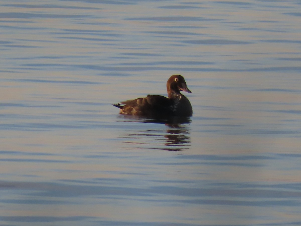 King Eider - ML292187971