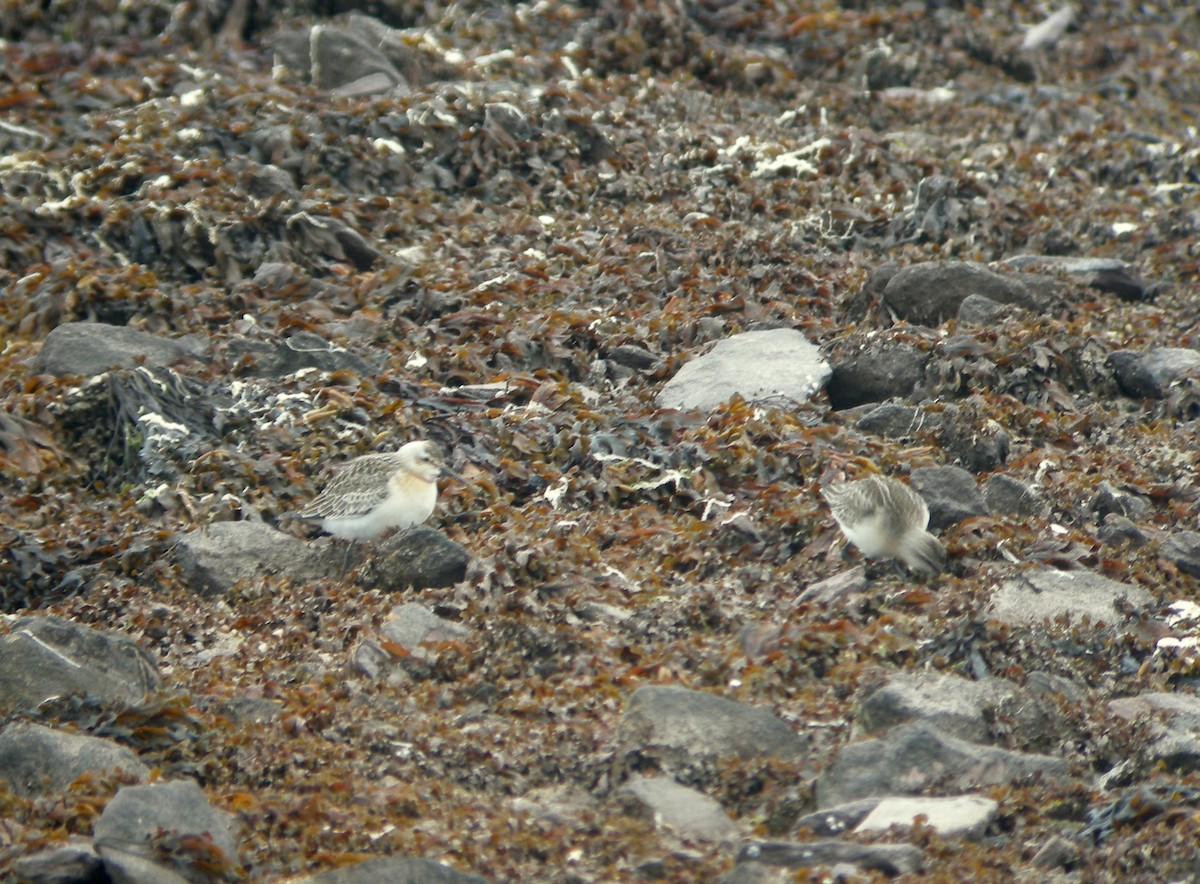 Curlew Sandpiper - ML292189831