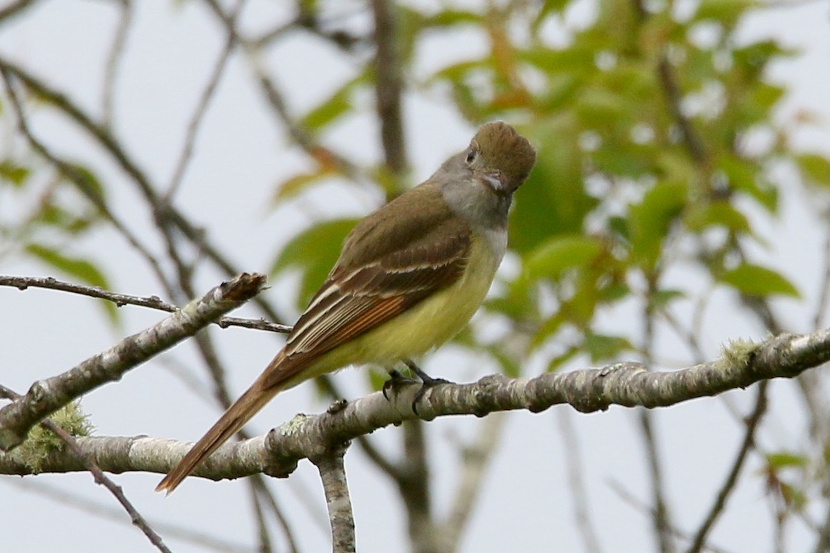 Great Crested Flycatcher - ML29219101