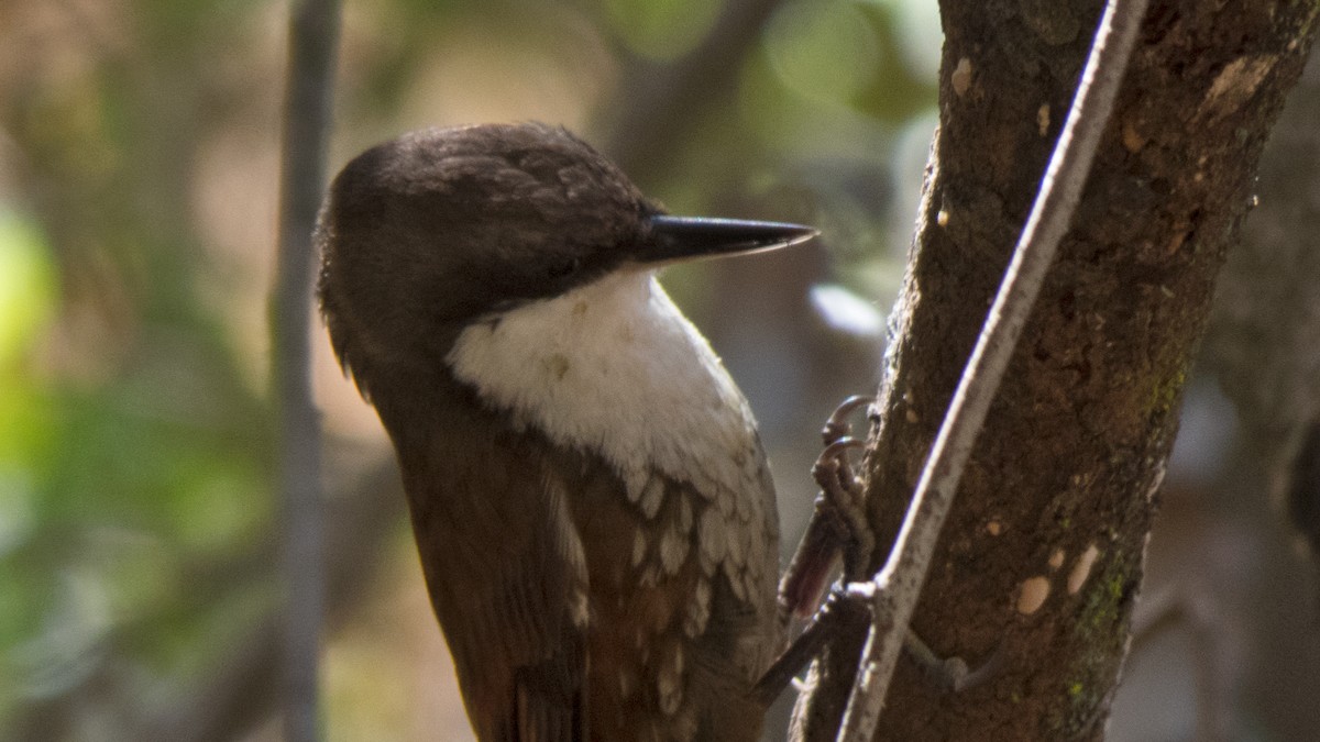 White-throated Treerunner - ML292191941