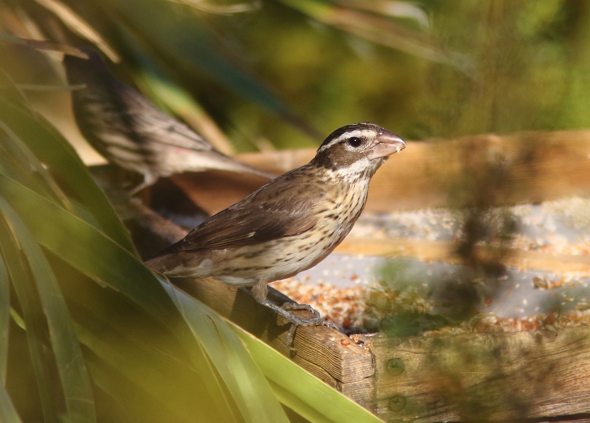 Rose-breasted Grosbeak - ML292193811