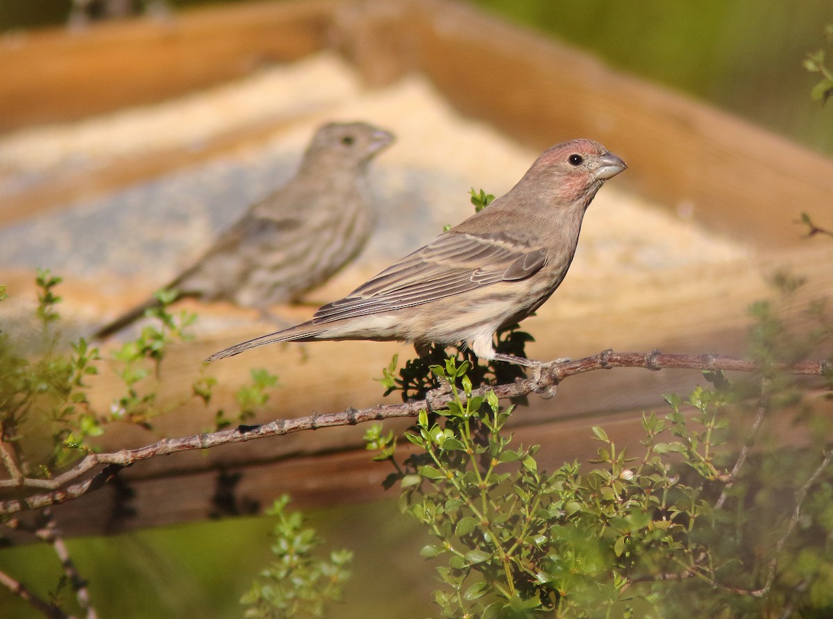 House Finch - William Price