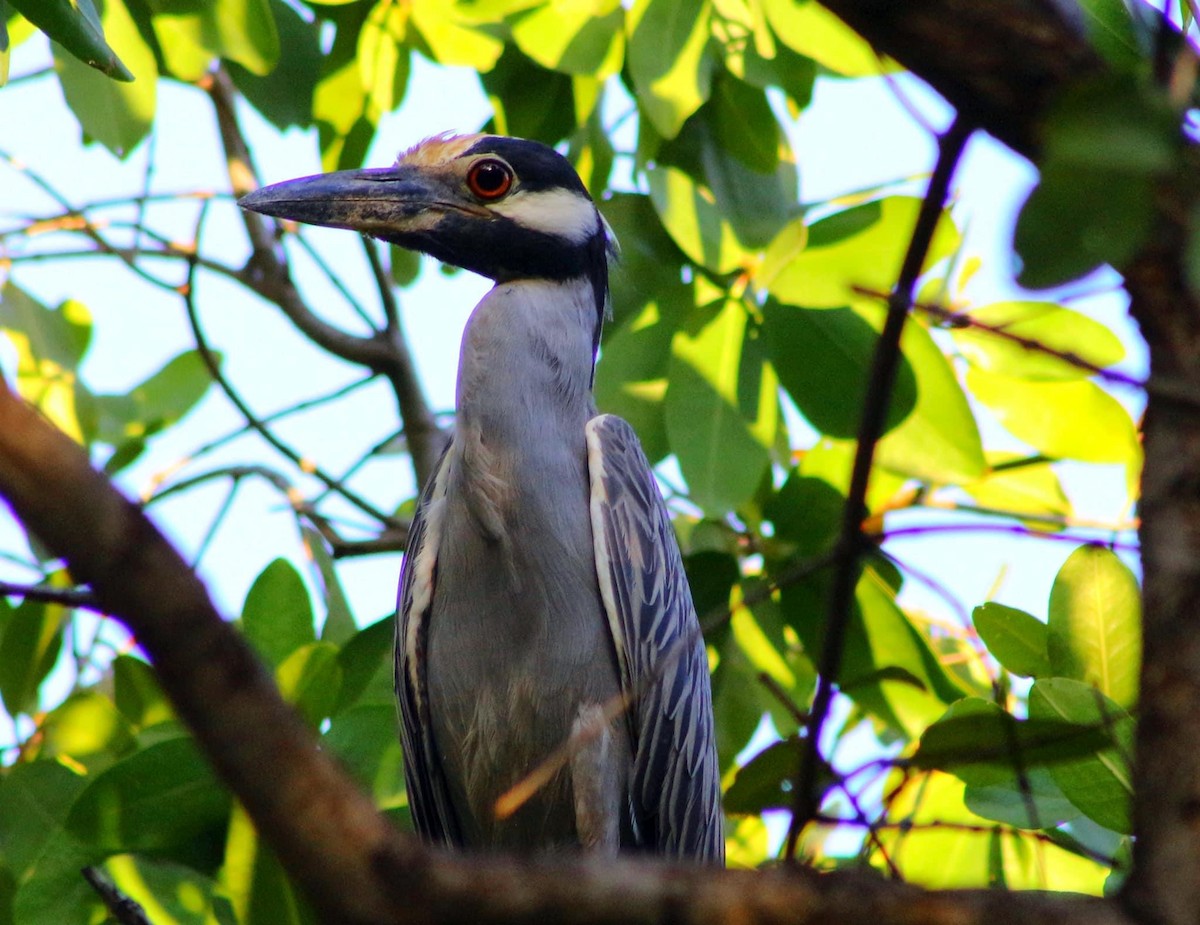 Yellow-crowned Night Heron - Adrian  Alayola