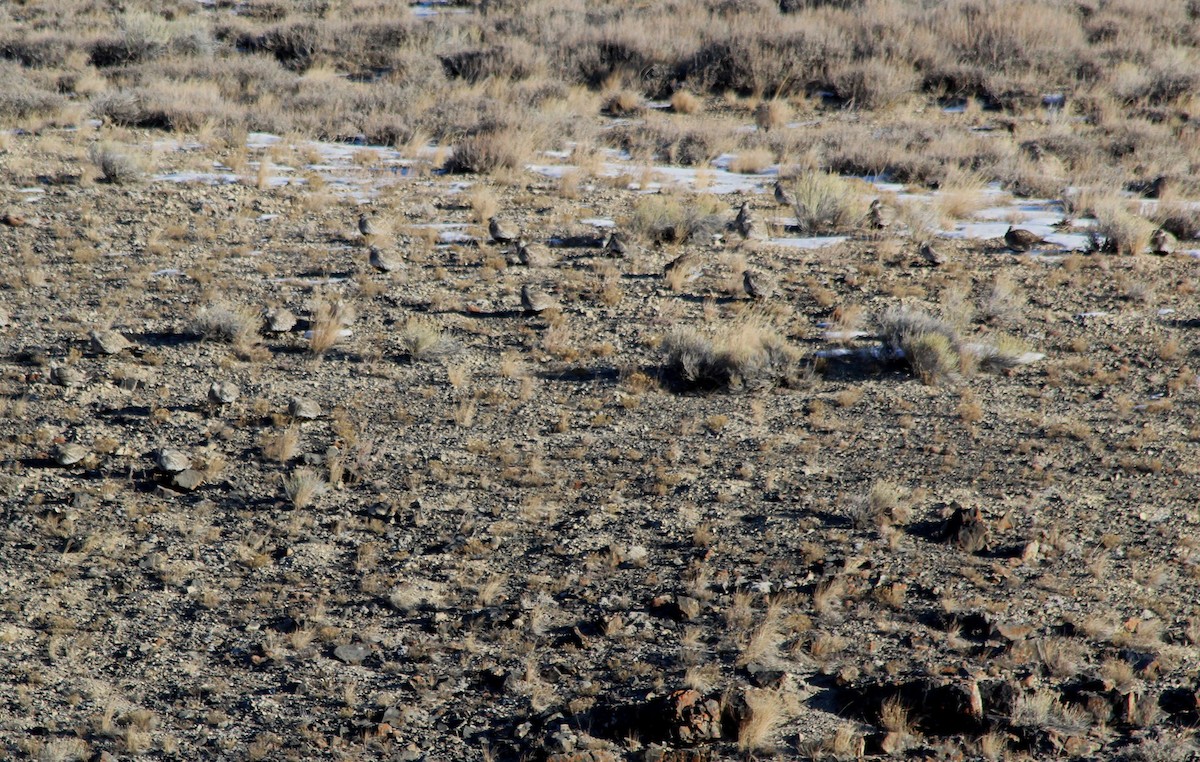 Greater Sage-Grouse - ML292194791