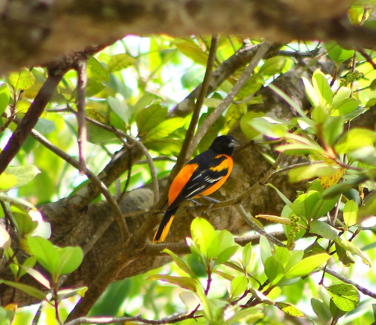 Baltimore Oriole - Adrian  Alayola