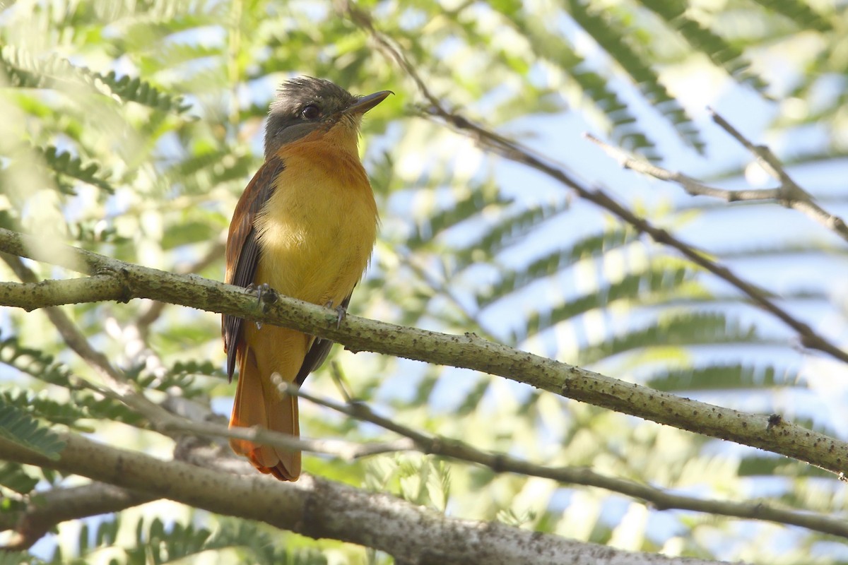 Rufous-tailed Attila - ML292199161