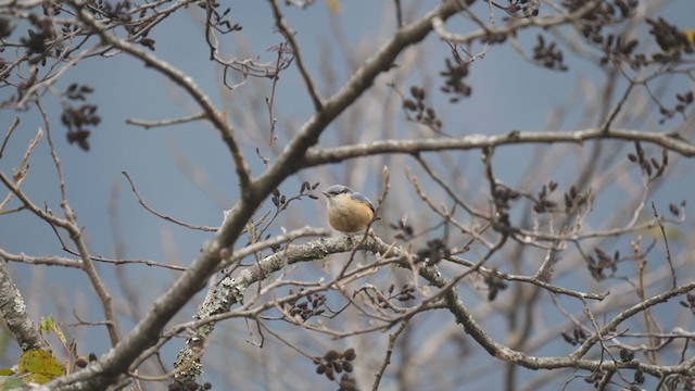 White-tailed Nuthatch - ML292200881