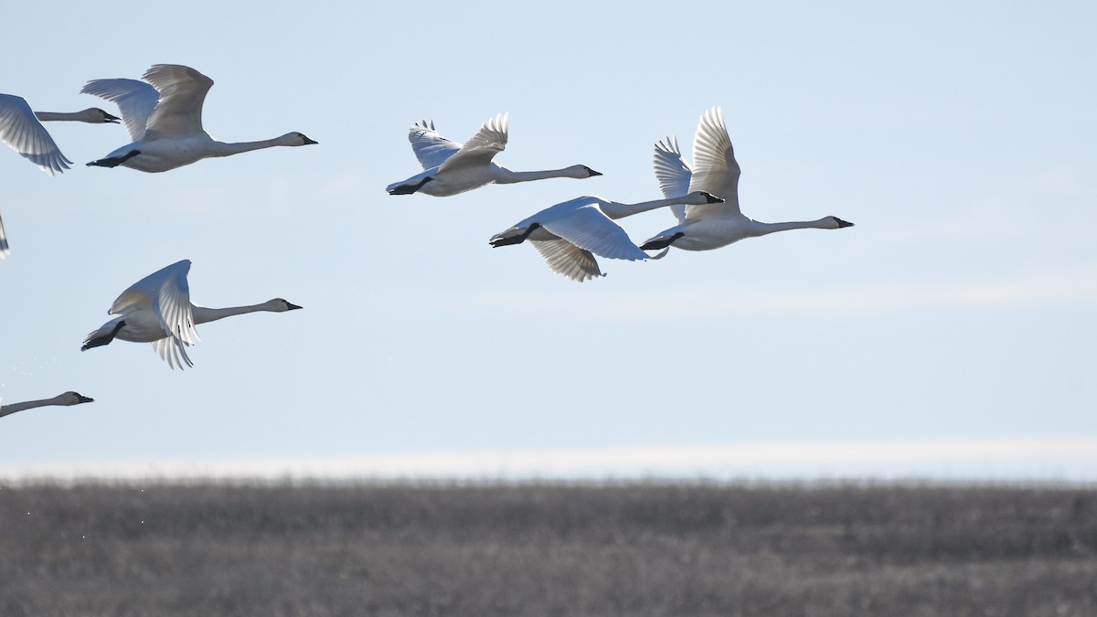 Tundra Swan - Brent Barnes