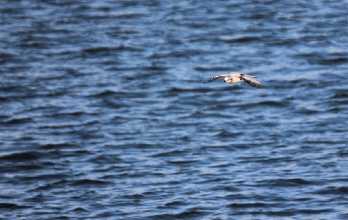 Little Gull - ML292202311