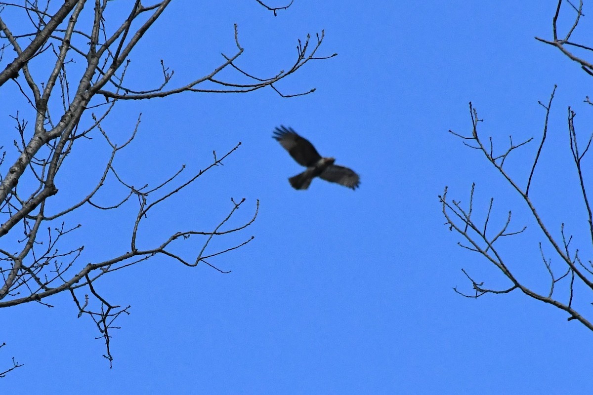 Red-tailed Hawk - ML292204471