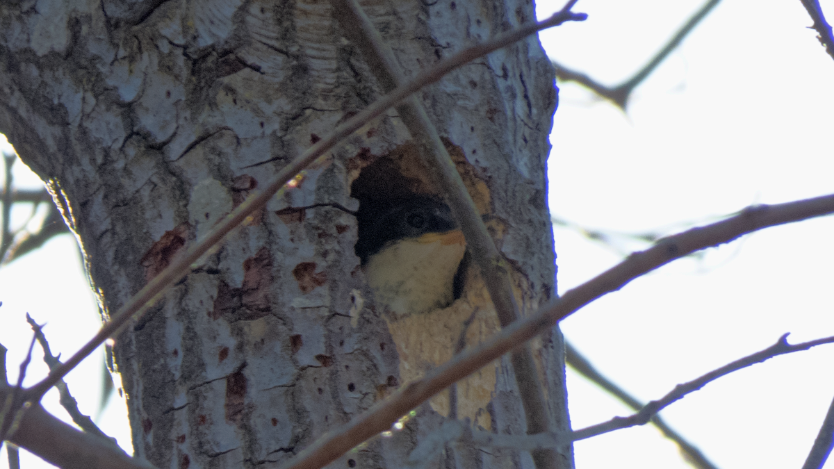 White-throated Treerunner - ML292205631