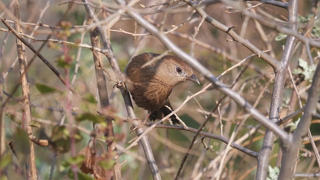 Bhutan Laughingthrush - ML292208081